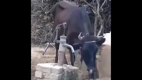 unbelievable!! , a cow is trying to drink