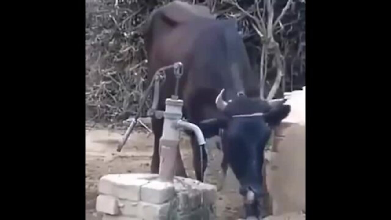 unbelievable!! , a cow is trying to drink
