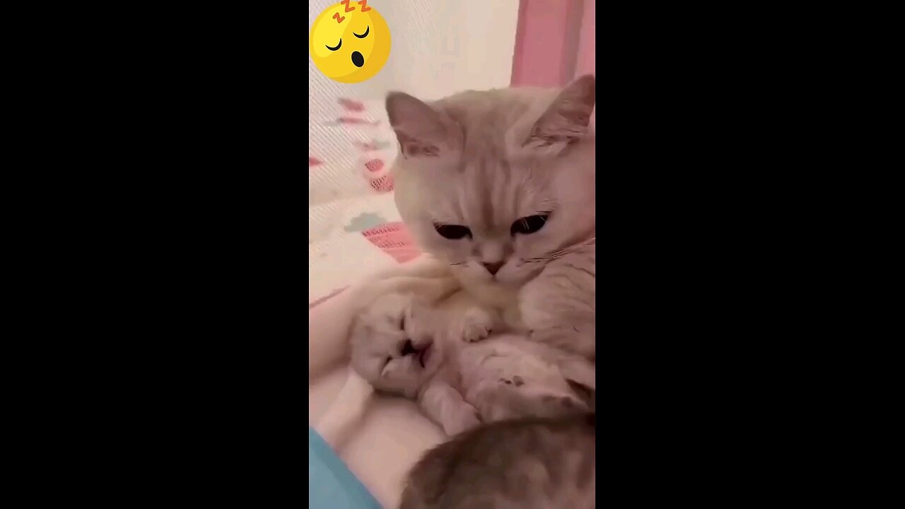 Cute cat wholesome video, To make your day