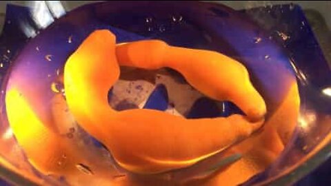 Vermes bizarros surpreendem e repulsam ao mesmo tempo!