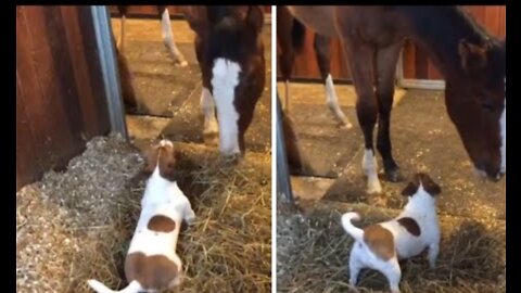 Jack Russell absolutely ecstatic to see his horse best friend #Shorts