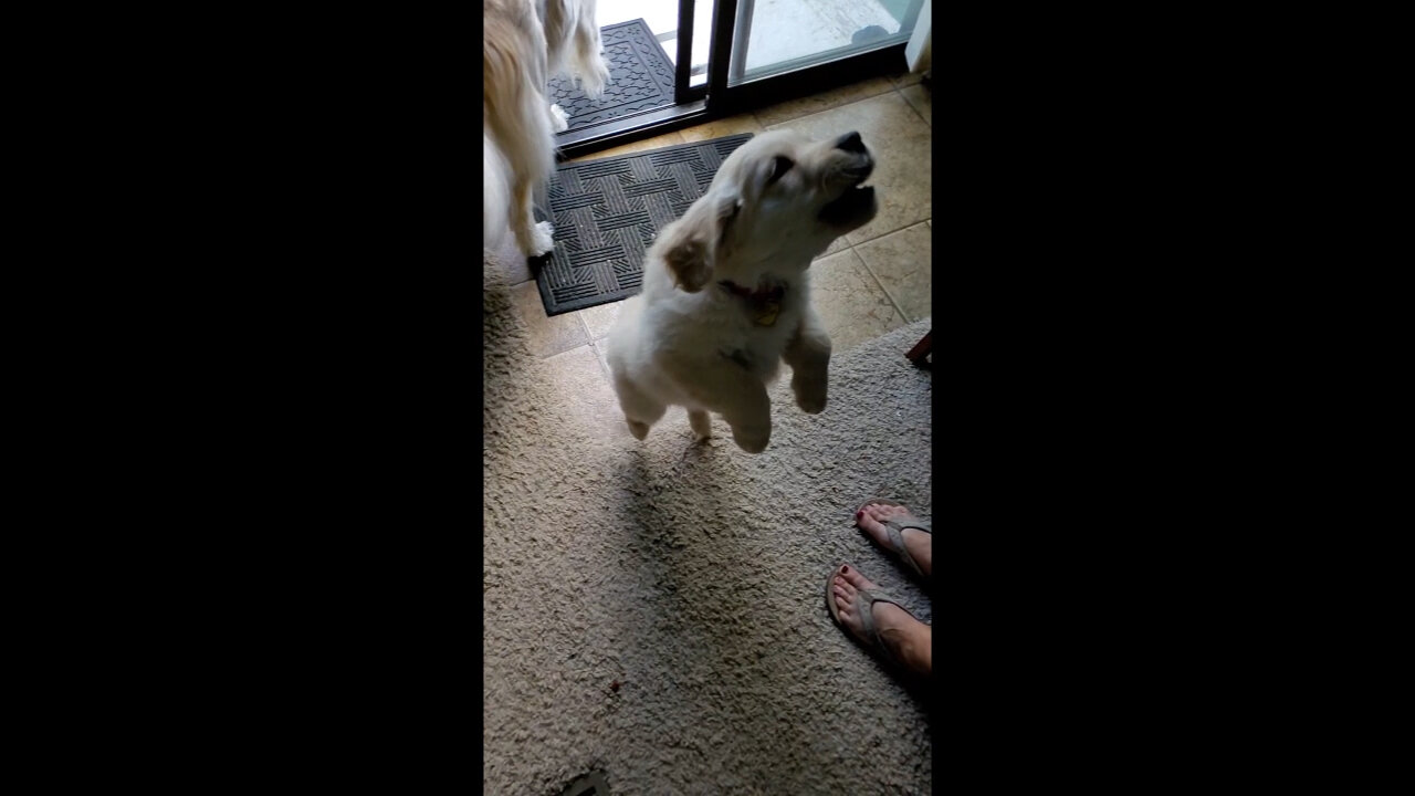 Golden Retriever Puppy Runs and Jumps in Slow Motion