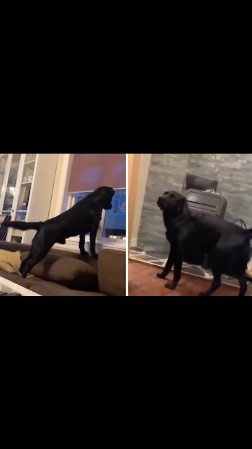 Labrador literally can't contain excitement when owner comes home