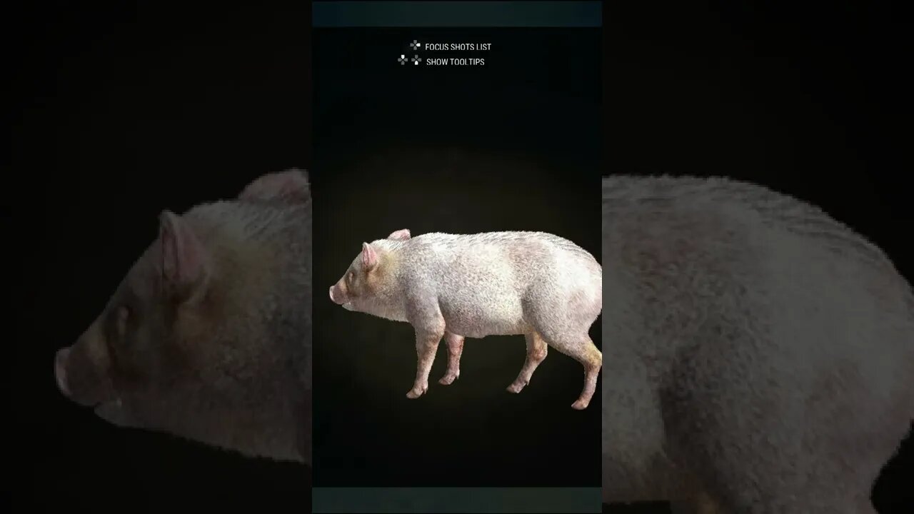 ALBINO 🏆 Collared Peccary - theHunter Call of the Wild #shorts