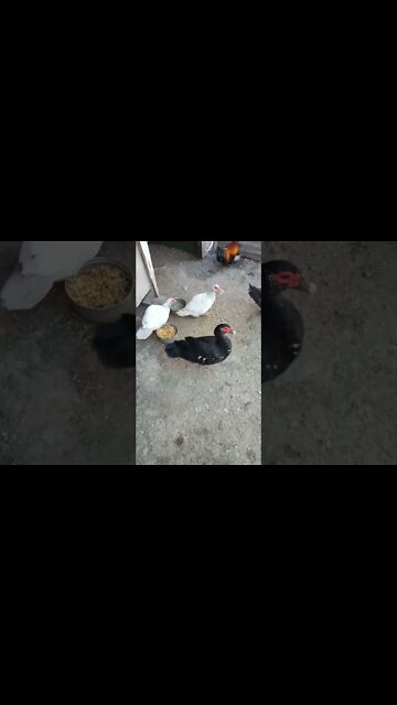 Good morning P2 Ducks and Rusty