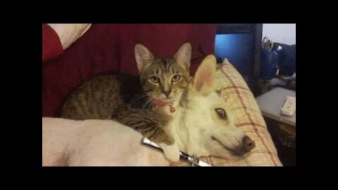 Cute cats and kittens doing funny things cute dogs , cute puppies, funny pets and animals, crazy