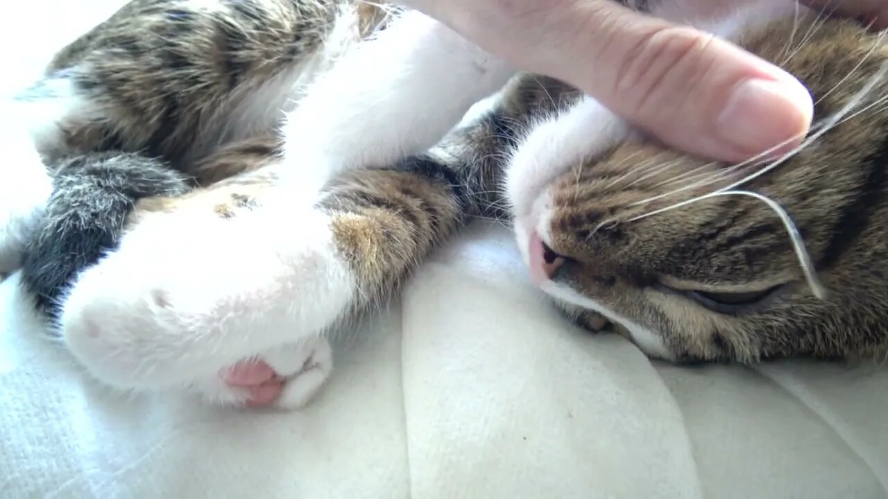 Purring Kitten Sleeps on Warm Blanket