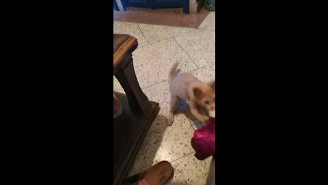 Crazy kitten is obsessed with playing fetch