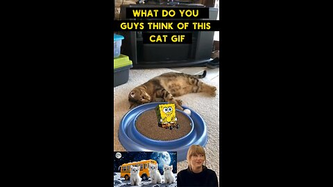 Cute Cat Gif