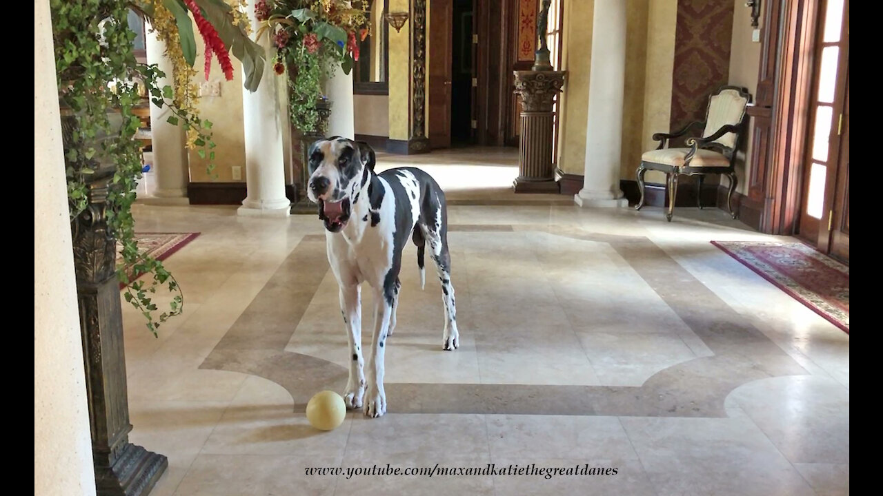 Funny Great Dane Sings Along To His Own Howling Song