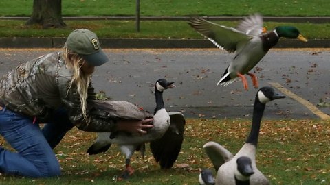 Colorado's mild winters mean more geese are coming here and leaving an unwelcome gift