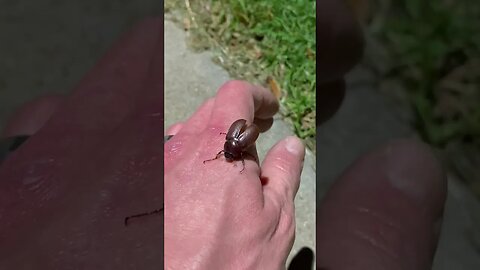 Saving a June bug (instant regret)