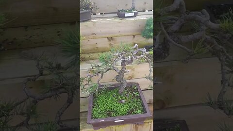 Bonsai Trees Cherry Hill Nursery Middlesbrough