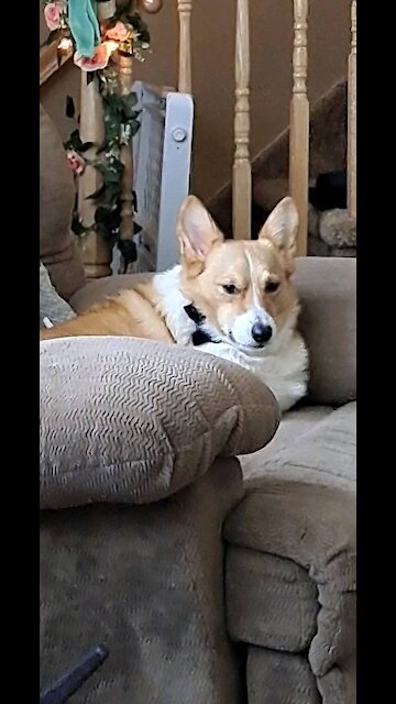 Corgi has the life