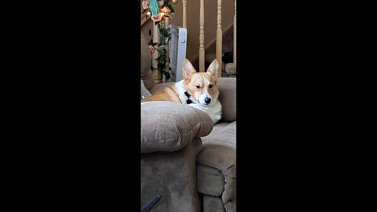 Corgi has the life