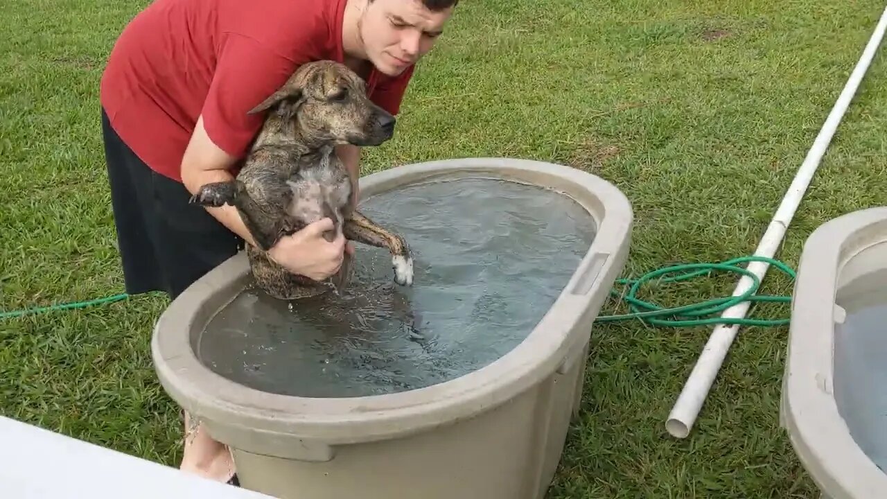 Bathing 9 Pitties!