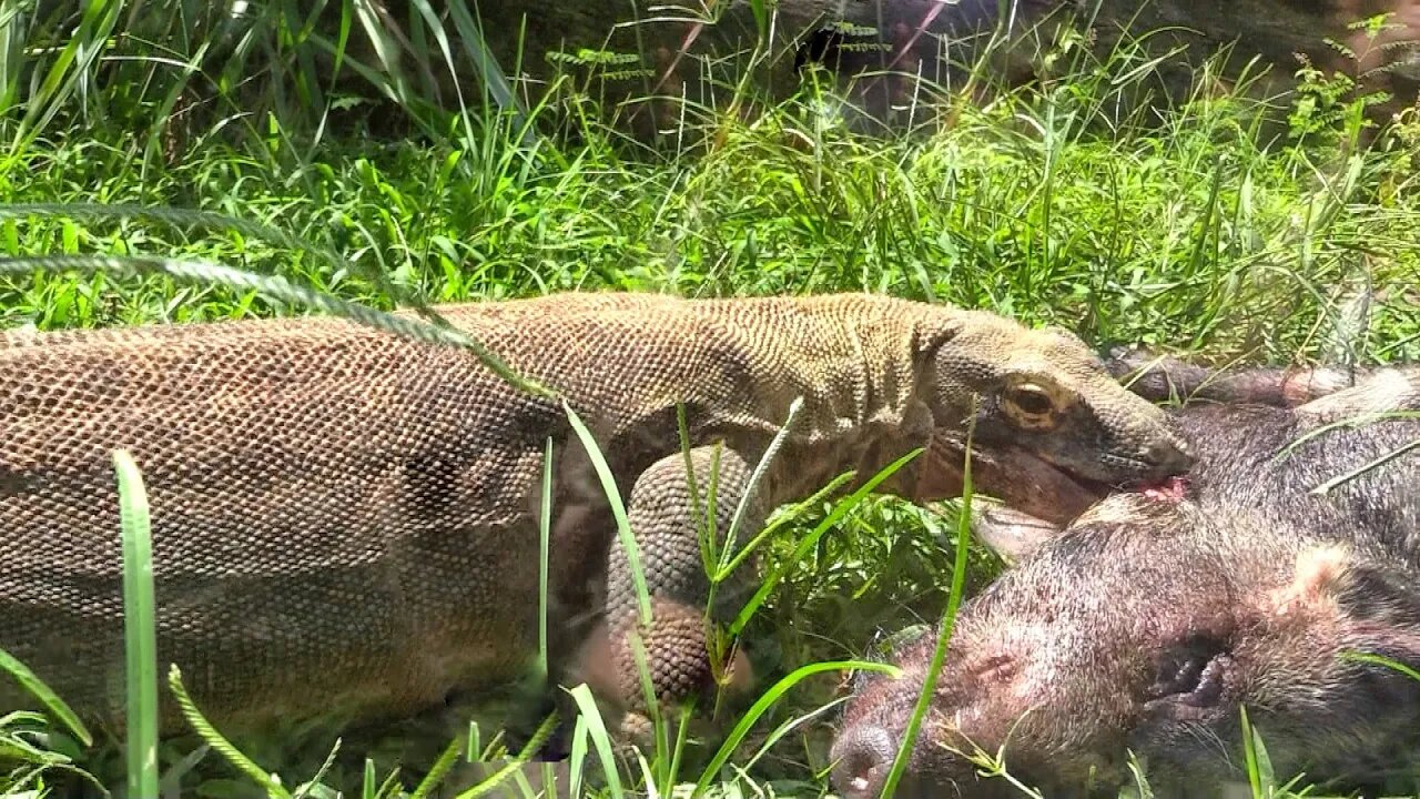 Comodo Dragon EATS Wild Hog!!!