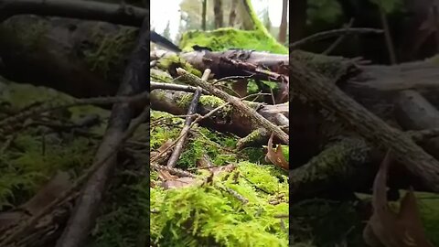 Lemon Crunchy Chicken cooked in the middle of the forest ASMR #cooking #food #asmr #fire #forest