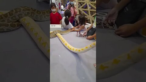 Snake 🐍 at terminal 21 korat