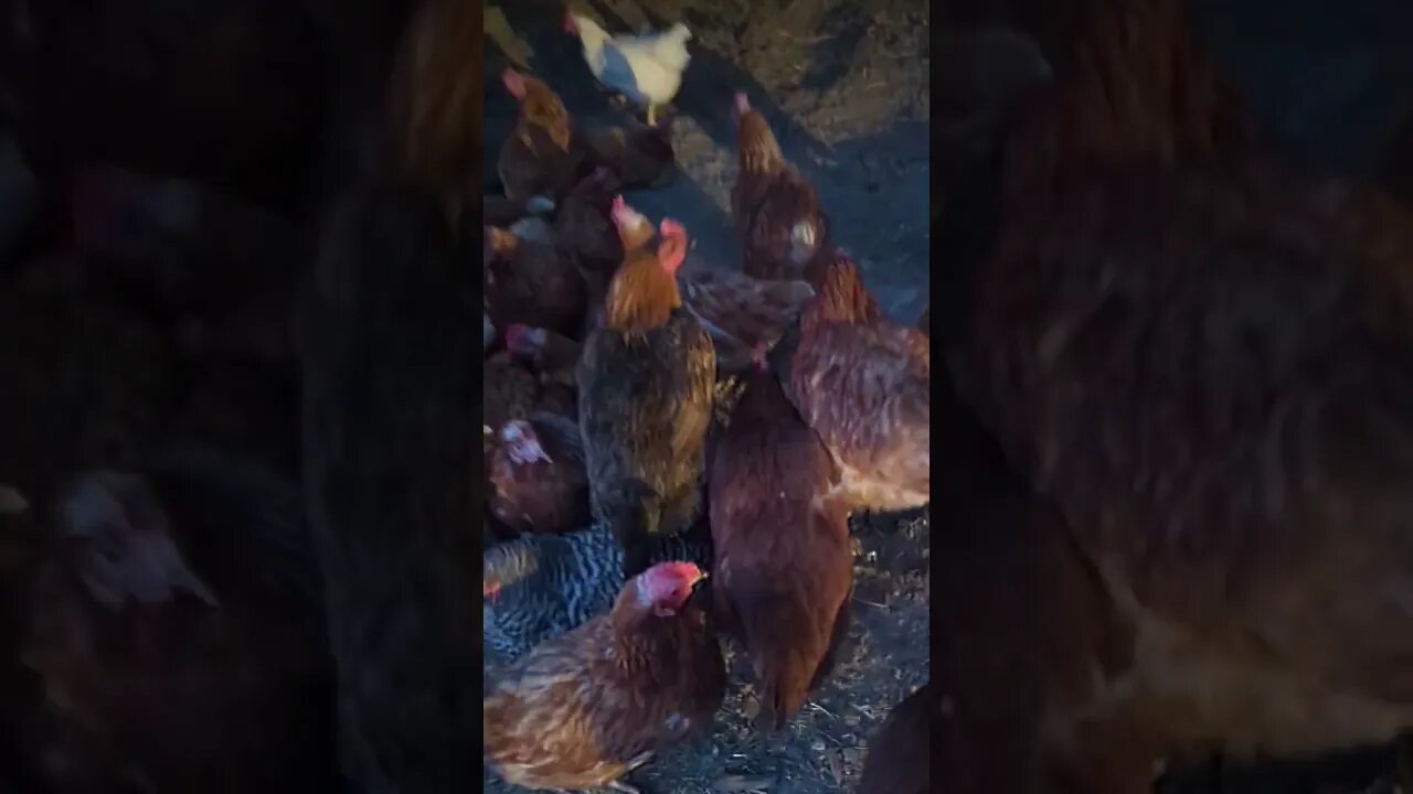 #chickens #goodnight #shorts
