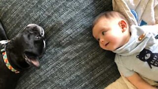 C'est l'amour fou entre ce bébé et son bouledogue français!
