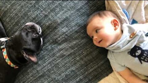 C'est l'amour fou entre ce bébé et son bouledogue français!