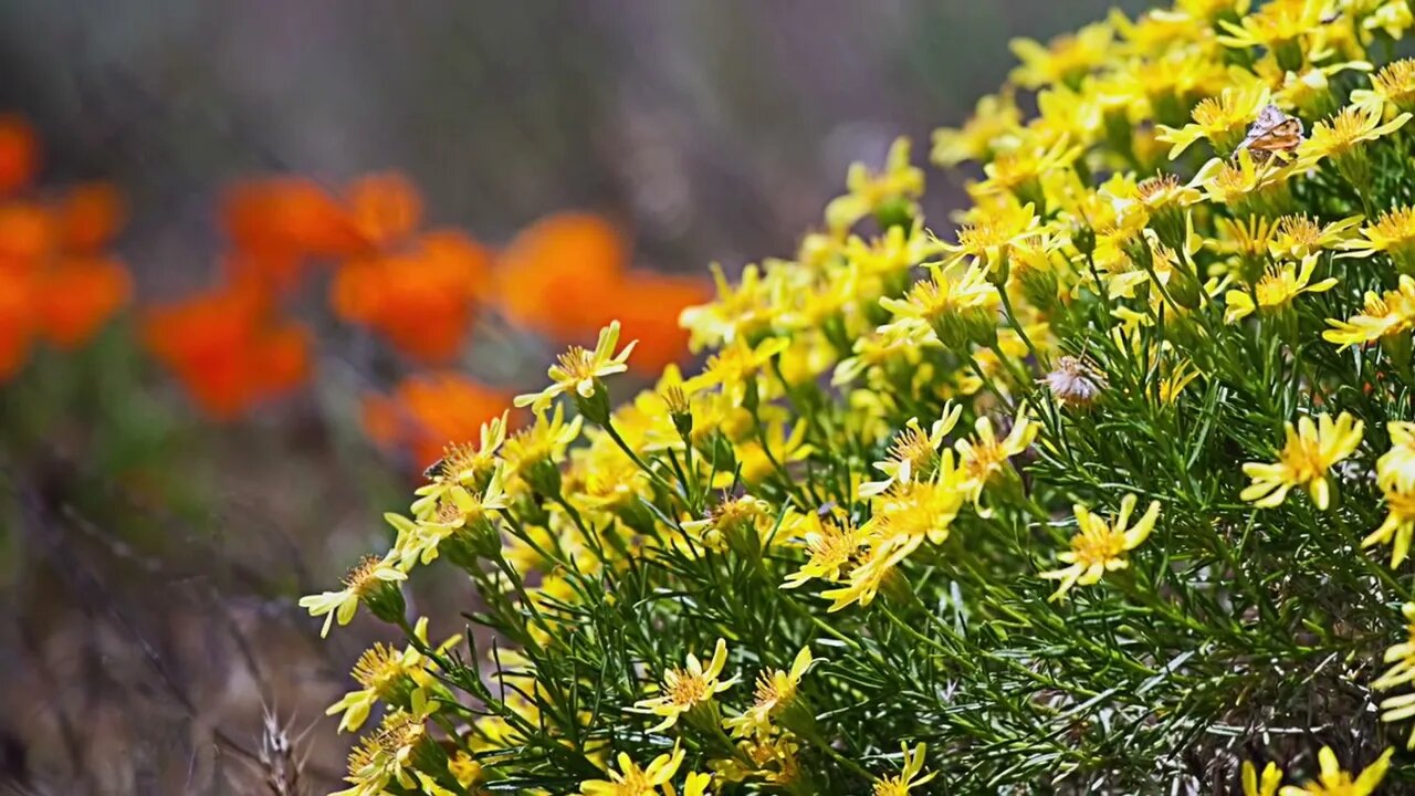 Antelope Valley Poppy State Natural Reserve and Carrizo Plain National Monument Photos in Spring.