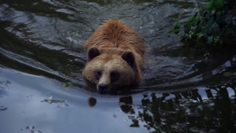 Lovely Bears Bathing And Loving In The River