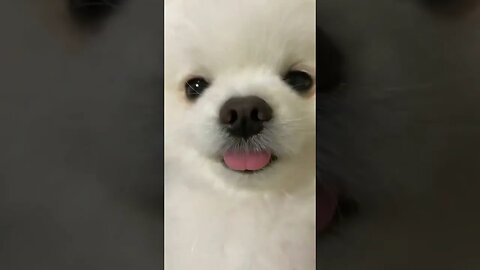 Cute Funny Dog -48