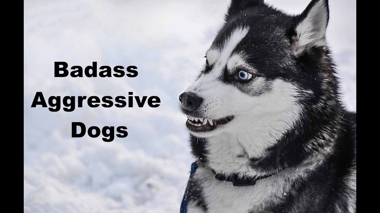 Badass aggressive Dogs around the world//