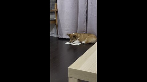 Corgi enjoying cool air coming from ac vent