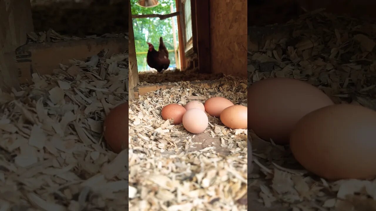 Farm fresh eggs #eggs #chickens #farmlife #homestead #farmstead #reels #yt #ytshorts #ytshort