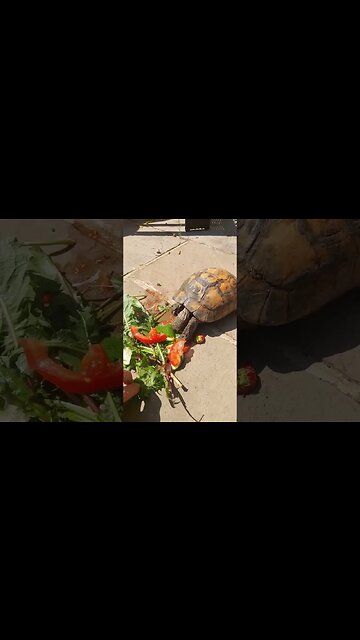what do tortoises eat for lunch? #pets #cute