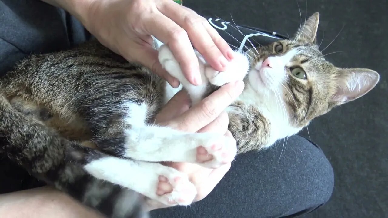 Funny Cat Allows Me to Tickle His Belly