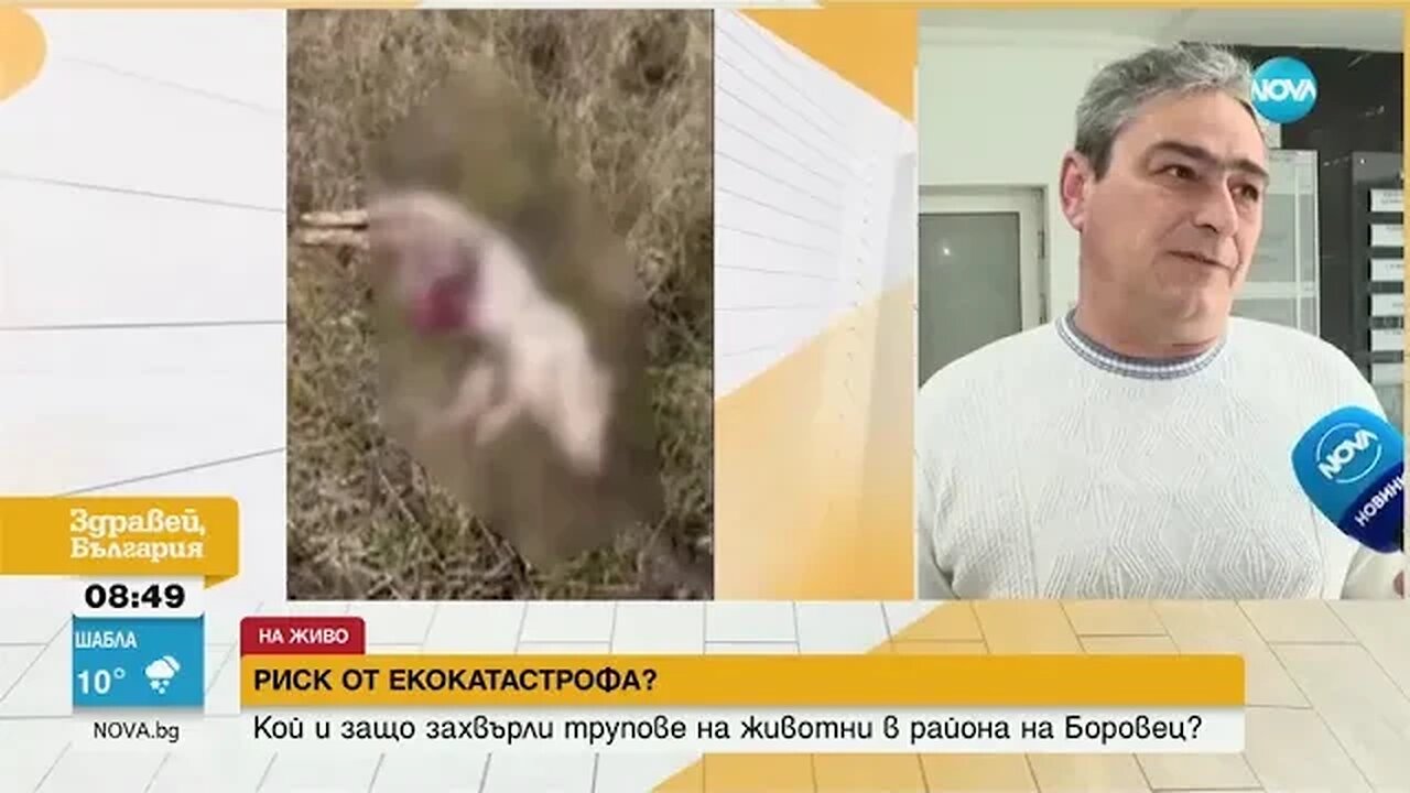 РИСК ОТ ЕКОКАТАСТРОФА Кой и защо изхвърли трупове на прасета край река
