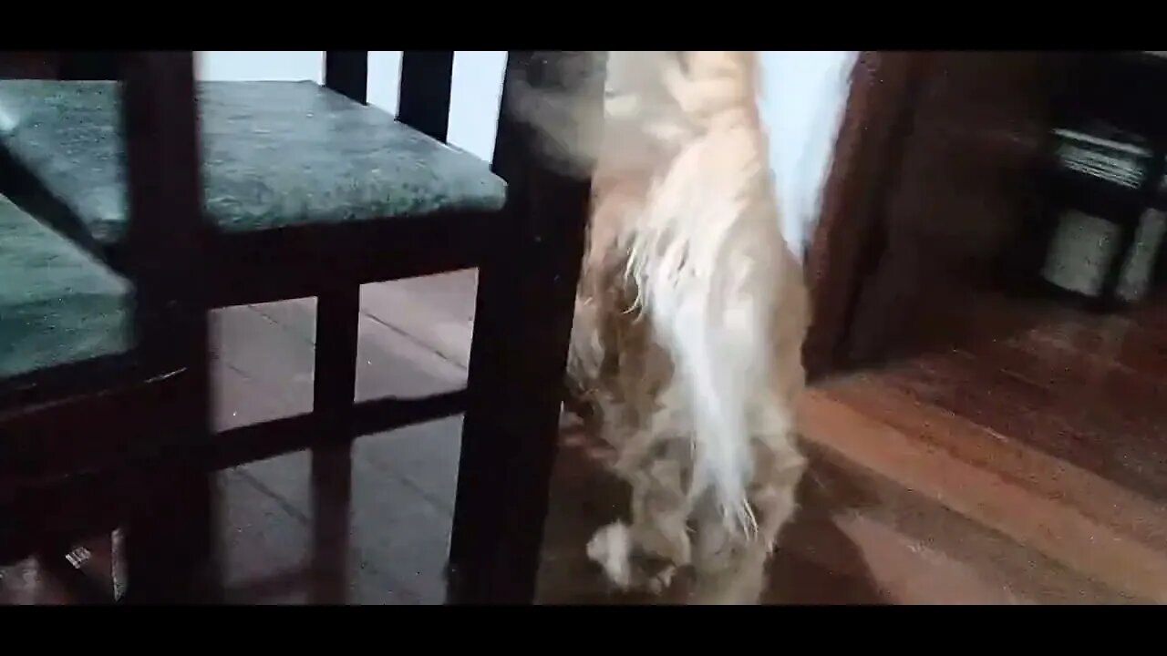 #dogshow , #animals , #dogs