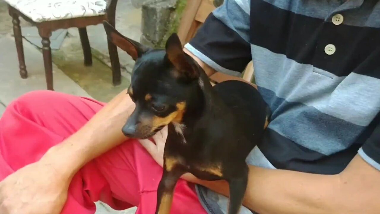 Angry Mini Pinscher barking with jealousy of owner