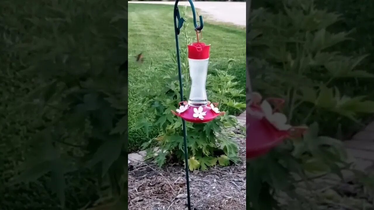 These little ones are just Humming along