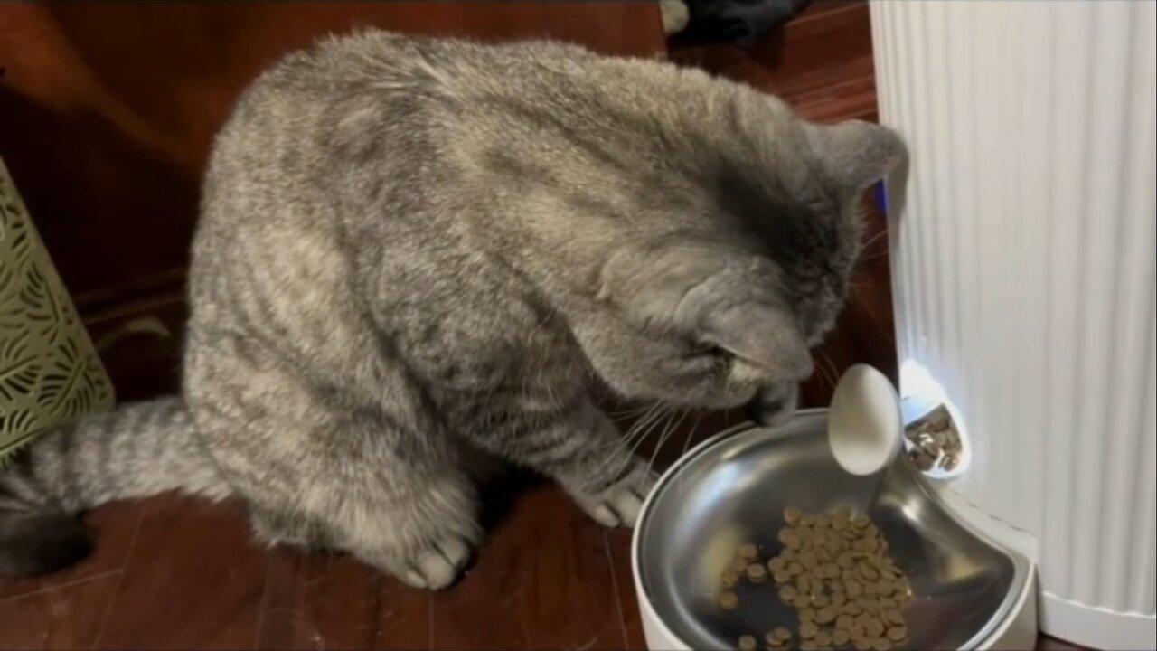 Cat eating her food by serving hemself: will be surprised to know about the special technique of cat