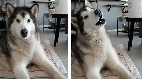 Is This Husky Speaks?