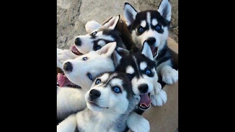 Incredible HUSKIES Compilation------========