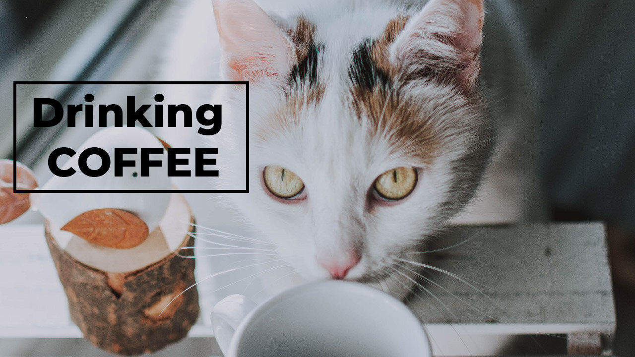 1st CAT Drinking Coffee (Good morning World)