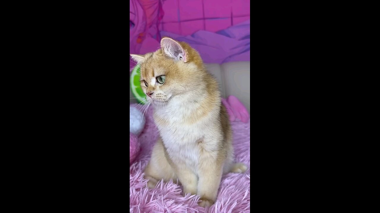 funny cat 🐈🐈🐈 video