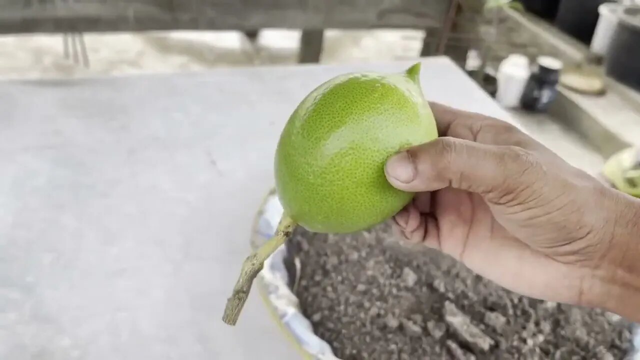 How To Grow Lemon Tree With Lemon Fruit