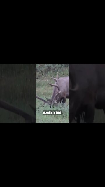 Oooohhhh Boy!! #elk #bullelk #bull #wyoming #shortsfeed #shortsvideo #success #wildlife #broken