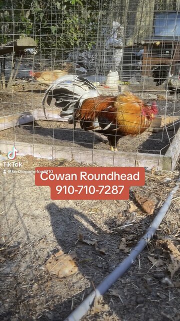 Beautiful Cowan Roundhead