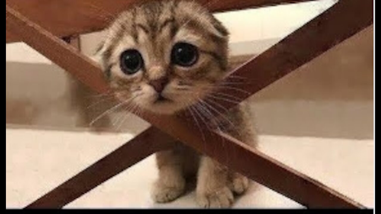 Cute animals Try not to aww!!