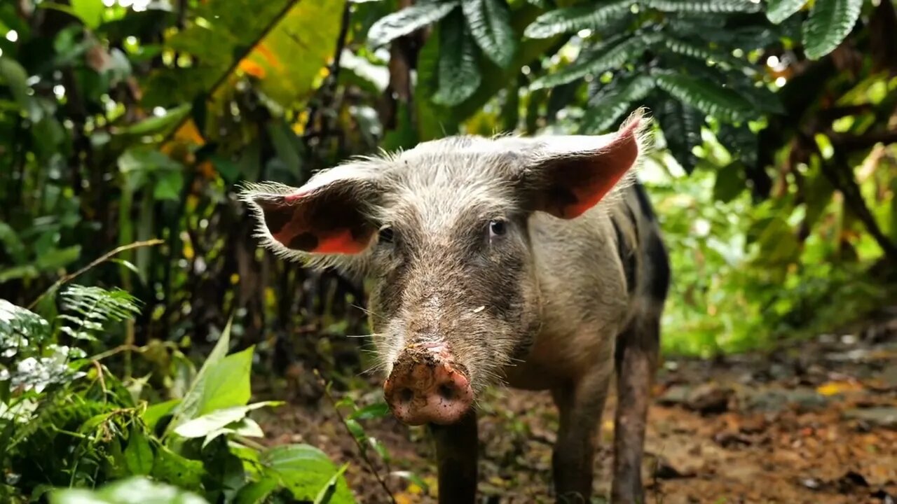 cute pig in mud domestic pet swine adorable portrait slow motion jungle background