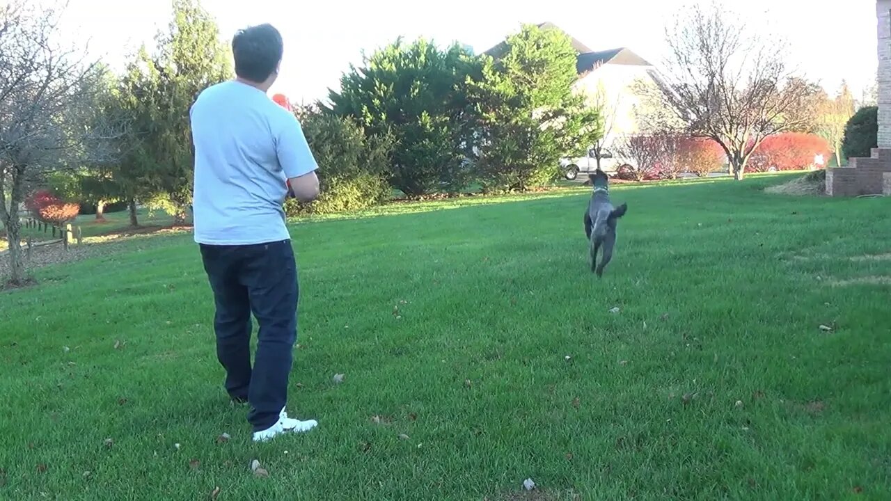 New video grover nerf dog rocket launcher balls adventure time