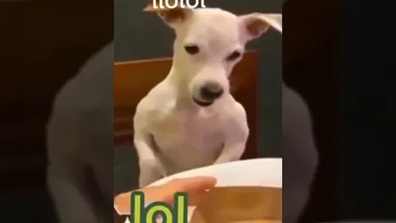 funny animal videos 2023, funny cat and dog, funniest animal compilation